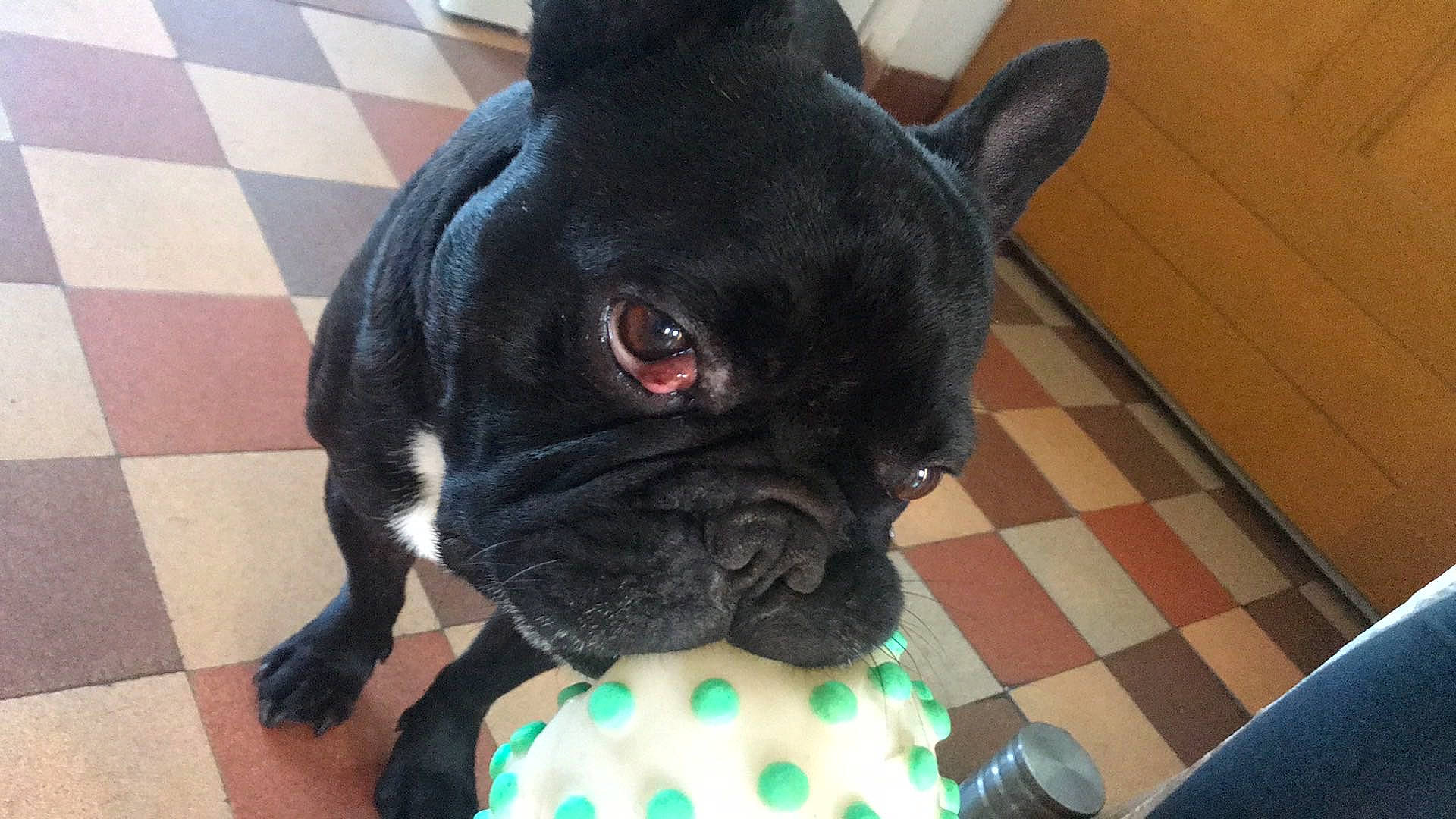 Guizmo a rejoint le concours — aidez-le/la à gagner de superbes lots ! canidae, carnivore, collar, companion_dog, dog, dog_breed, dog_collar, ear, fawn, flooring, french_bulldog, fur, molosser, pug, snout, sporting_group, toy_dog, whiskers, working_animal, wrinkle