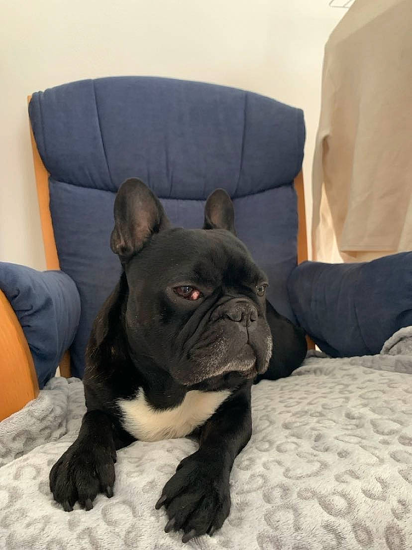 Guizmo participe au concours pour gagner de l'argent avec cette photo : bulldog, canidae, carnivore, comfort, companion_dog, dog, dog_breed, ear, fawn, french_bulldog, molosser, non_sporting_group, snout, sporting_group, terrestrial_animal, toy_dog, whiskers, working_animal, wrinkle