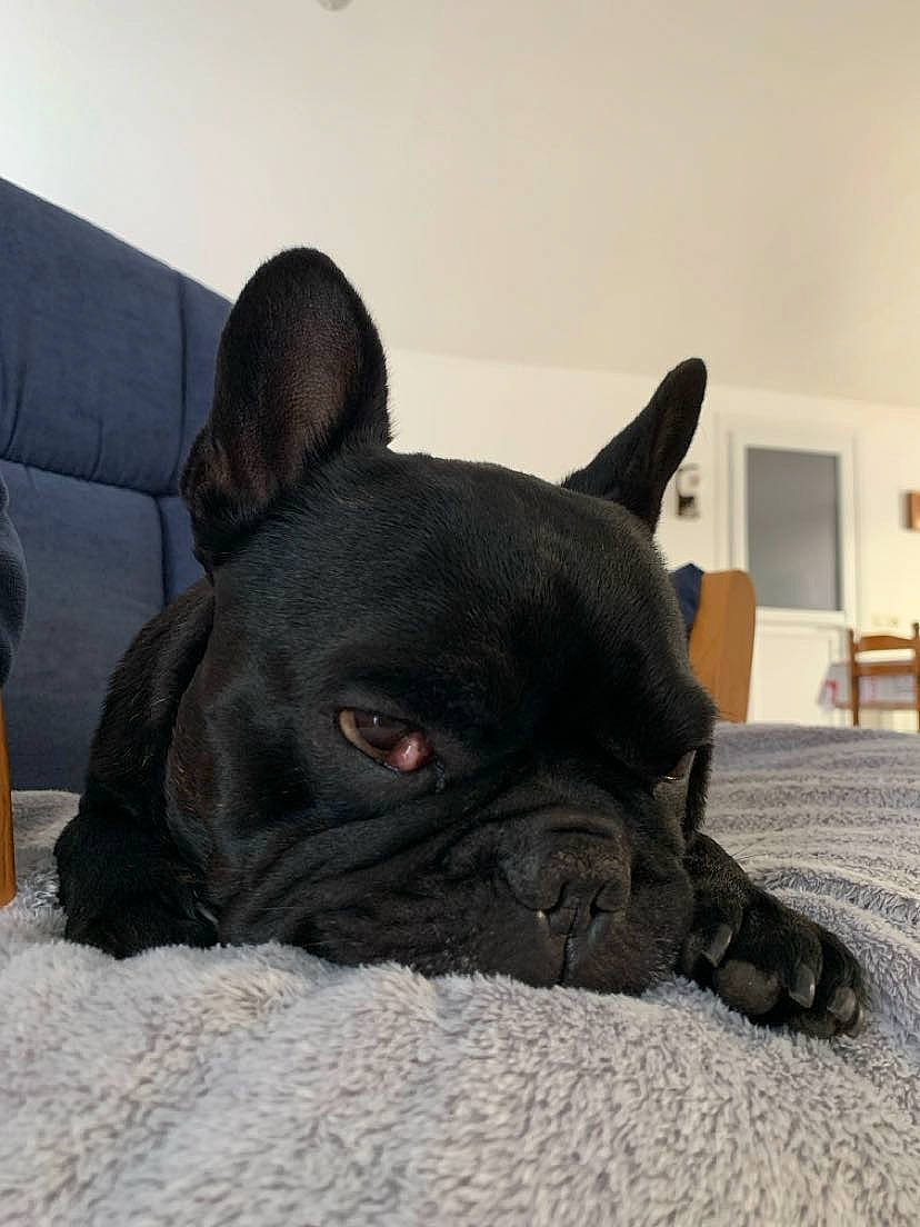 Guizmo participe au concours pour gagner de l'argent avec cette photo : bulldog, canidae, carmine, carnivore, comfort, companion_dog, dog, dog_breed, ear, fawn, french_bulldog, non_sporting_group, pug, snout, sporting_group, terrestrial_animal, toy_dog, whiskers, working_animal, wrinkle