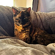 Butterscotch is registered to the contest to win money with this photo: cat, tortoiseshell, pet, feline, animal, fluffy_blanket, indoor, relaxed, resting, sunlight, cozy, fur, portrait, looking_at_camera, home, comfort, soft_texture, cute, whiskers, ears