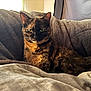 cat, tortoiseshell, pet, feline, animal, fluffy_blanket, indoor, relaxed, resting, sunlight, cozy, fur, portrait, looking_at_camera, home, comfort, soft_texture, cute, whiskers, ears