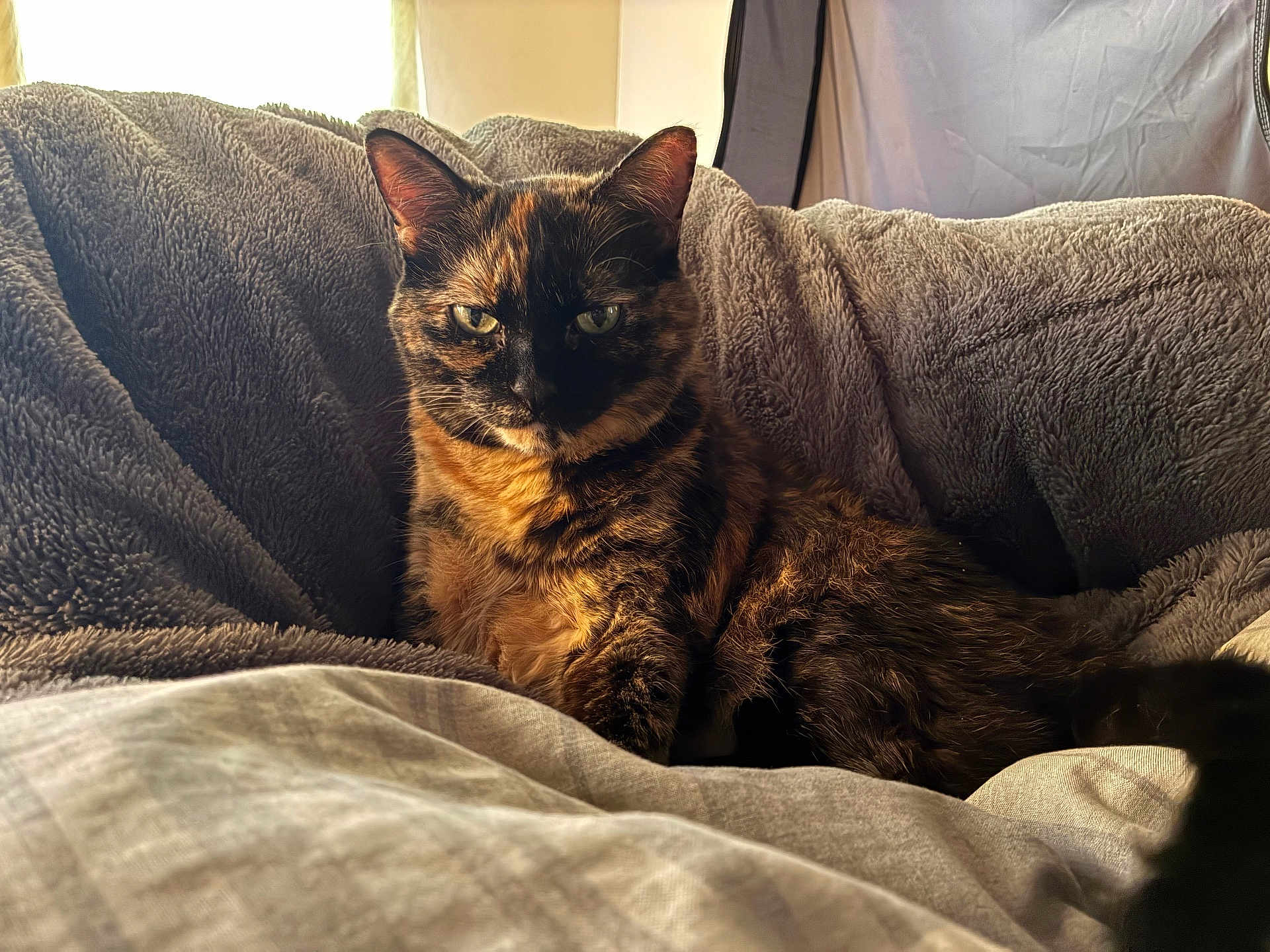 Butterscotch is registered to the contest to win money with this photo: cat, tortoiseshell, pet, feline, animal, fluffy_blanket, indoor, relaxed, resting, sunlight, cozy, fur, portrait, looking_at_camera, home, comfort, soft_texture, cute, whiskers, ears