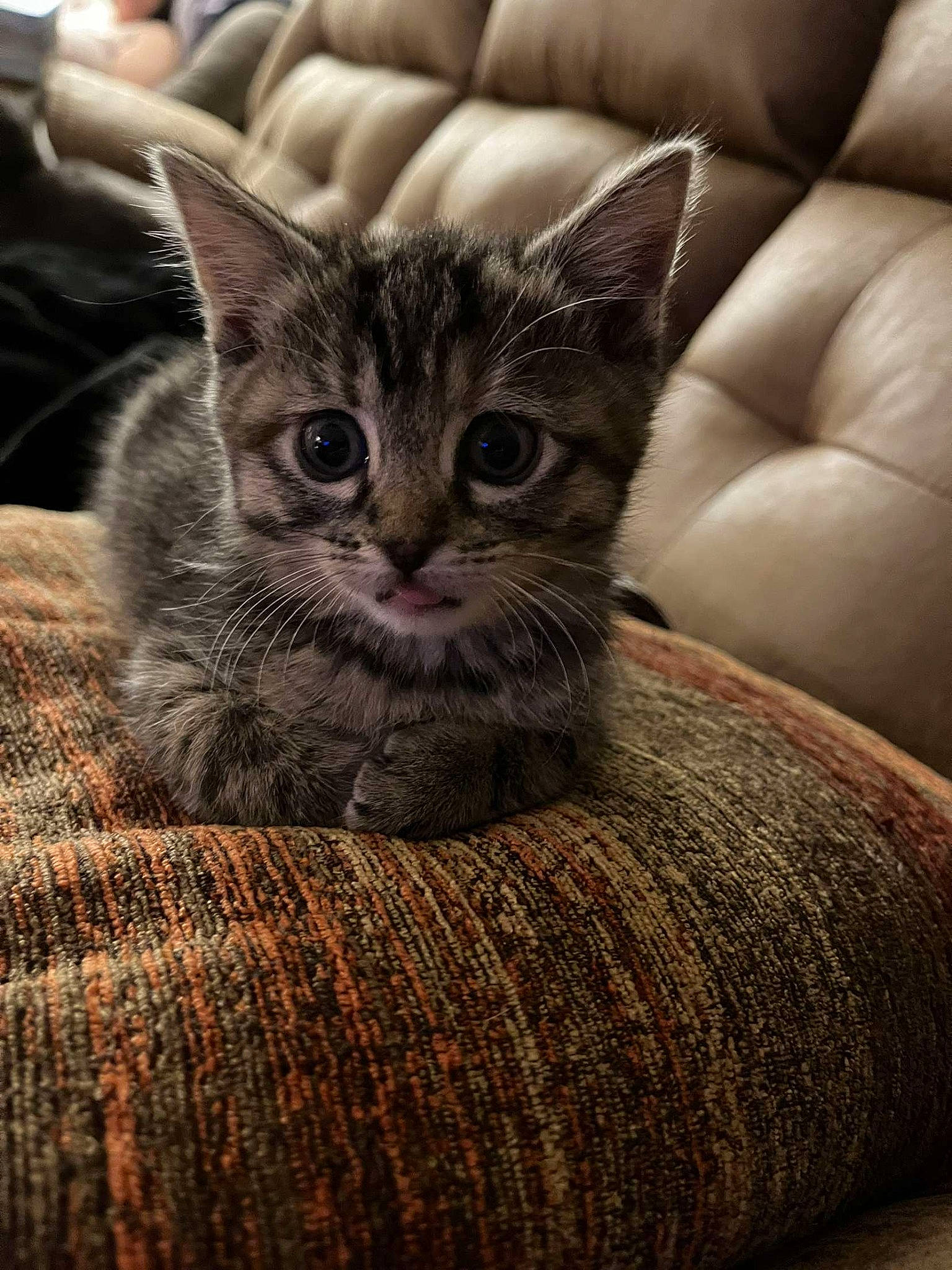 Logan is registered to the contest to win money with this photo: carnivore, cat, claw, comfort, domestic_short_haired_cat, felidae, fur, gesture, grey, hardwood, nail, paw, sitting, small_to_medium_sized_cats, snout, terrestrial_animal, whiskers, wildlife, wood, woven_fabric