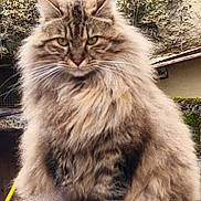 Liora a rejoint le concours — aidez-le/la à gagner de superbes lots ! cat, fluffy, long_hair, green_eyes, sitting, reflection, outdoor, moss, wall, nature, fur, animal, pet, portrait, serious, whiskers, ears, tail, paws, closeup