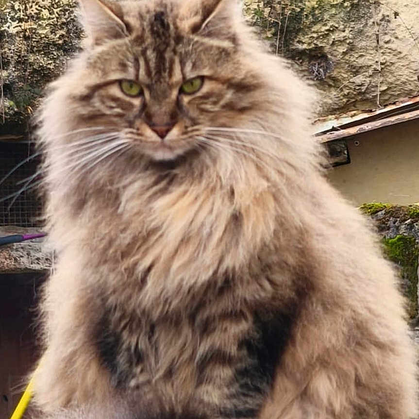 Liora a rejoint le concours — aidez-le/la à gagner de superbes lots ! animal, cat, closeup, ears, fluffy, fur, green_eyes, long_hair, moss, nature, outdoor, paws, pet, portrait, reflection, serious, sitting, tail, wall, whiskers