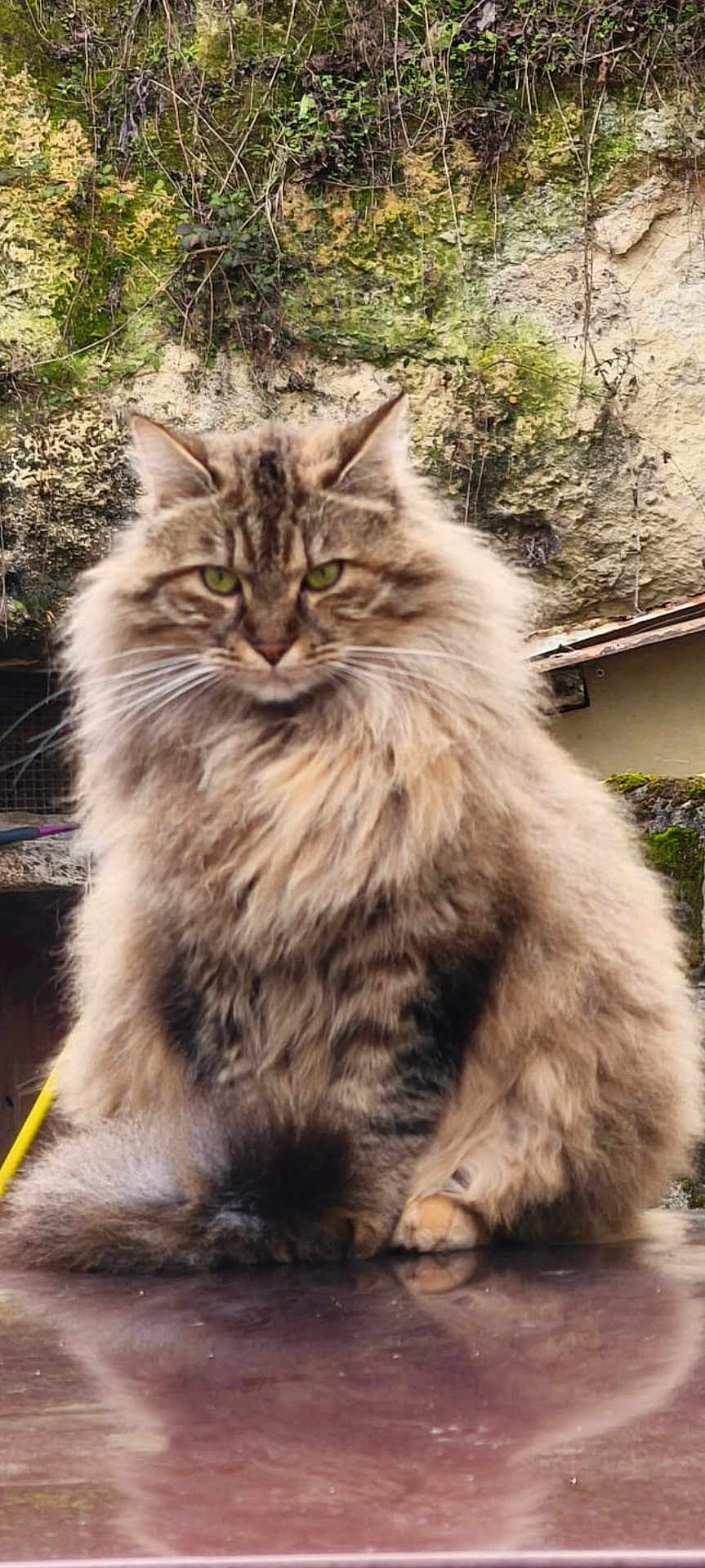 Liora a rejoint le concours — aidez-le/la à gagner de superbes lots ! cat, fluffy, long_hair, green_eyes, sitting, reflection, outdoor, moss, wall, nature, fur, animal, pet, portrait, serious, whiskers, ears, tail, paws, closeup