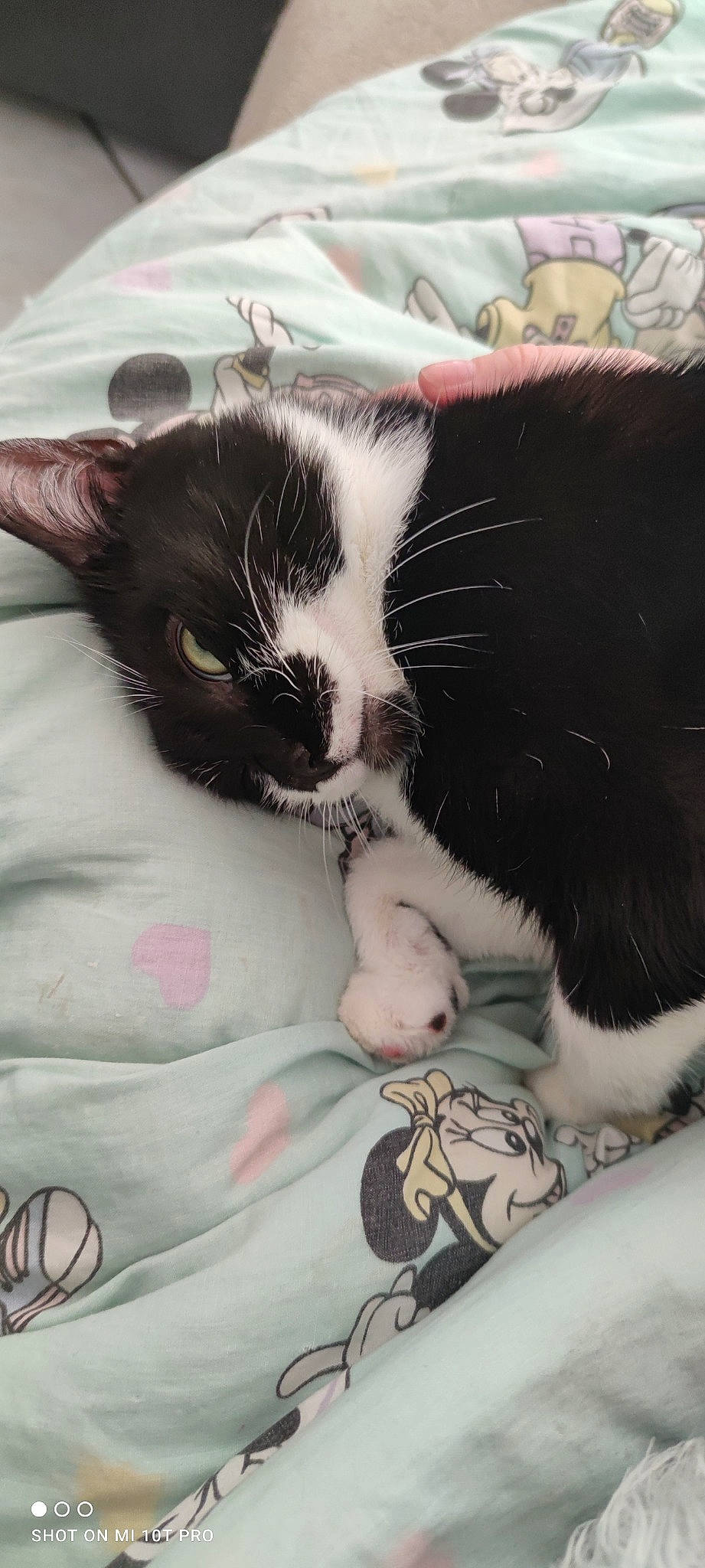 Zumba participe au concours pour gagner de l'argent avec cette photo : carnivore, cat, claw, comfort, domestic_short_haired_cat, eye, felidae, fur, hair, lap, leg, love, nap, paw, small_to_medium_sized_cats, snout, tail, whiskers, white, window