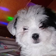 Snowee is registered to the contest to win money with this photo: puppy, dog, white_fur, black_patch, close_up, sleepy, indoor, colorful_lights, ceiling, fabric, patterned, pet, cute, fluffy, animal, young_dog, soft, portrait, resting, cozy