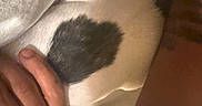 Sasha is registered to the contest to win money with this photo: animal, arm, bed, black_spot, close_up, dog, fabric, fur, hand, heart_shape, indoor, pattern, paw, pet, relaxation, resting, skin, texture, touch, white