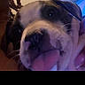 dog, close_up, tongue_out, pet, animal, muzzle, whiskers, fur, cute, face, snout, playful, indoors, dim_light, blurry, expression, canine, nose, ears, portrait
