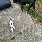 Sasha joined the competition — help win amazing prizes! animal, black_dog, canine, collar, concrete, curious, daylight, dog, grass, medium_dog, nature, outdoor, path, pet, side_view, small_dog, sniffing, two_dogs, walking, white_dog