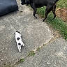 animal, black_dog, canine, collar, concrete, curious, daylight, dog, grass, medium_dog, nature, outdoor, path, pet, side_view, small_dog, sniffing, two_dogs, walking, white_dog