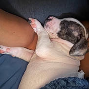 Sasha is registered to the contest to win money with this photo: puppy, dog, sleeping, pet, blanket, arm, cozy, resting, indoor, closeup, fur, pink_paw, relaxing, cute, snuggle, companion, domestic_animal, animal, soft, napping