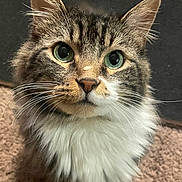 Momo joined the competition — help win amazing prizes! cat, feline, tabby, long_hair, green_eyes, whiskers, fluffy, fur, portrait, close_up, ears, nose, paws, indoor, carpet, sitting, stare, cute, pet, attention