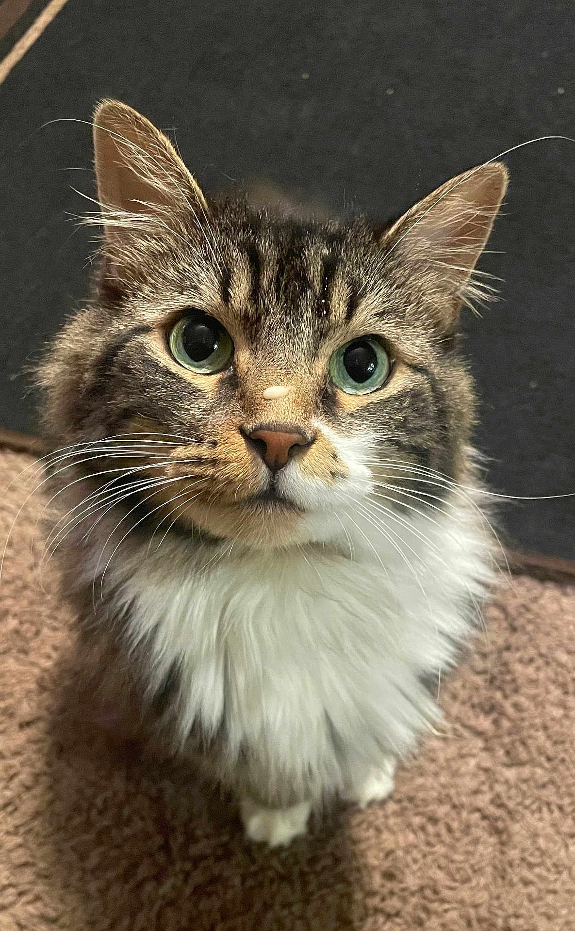 Momo joined the competition — help win amazing prizes! cat, feline, tabby, long_hair, green_eyes, whiskers, fluffy, fur, portrait, close_up, ears, nose, paws, indoor, carpet, sitting, stare, cute, pet, attention