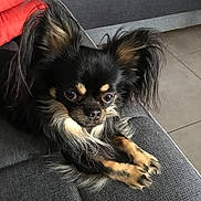 Moustyk a rejoint le concours — aidez-le/la à gagner de superbes lots ! dog, long_hair, ears, couch, gray_couch, indoor, pet, small_dog, fur, animal, relaxed, looking, brown, black, tan, paws, sitting, cozy, home, cushion