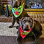 animal, bandana, brick_wall, brown_dog, carpet, chocolate_labrador, cozy, cute, dog, fireplace, homedecor, indoor, labrador, license_plate, pet, resting, rug, sitting, two_dogs, warm