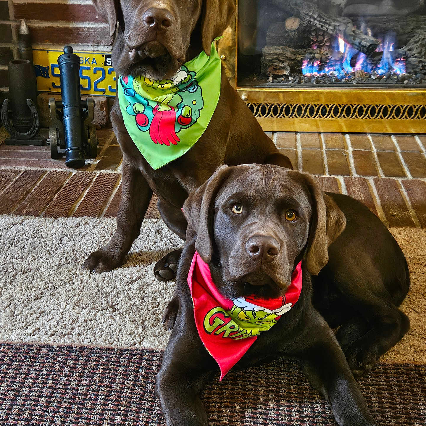 Moose And Mongo joined the competition — help win amazing prizes! animal, bandana, brick_wall, brown_dog, carpet, chocolate_labrador, cozy, cute, dog, fireplace, homedecor, indoor, labrador, license_plate, pet, resting, rug, sitting, two_dogs, warm
