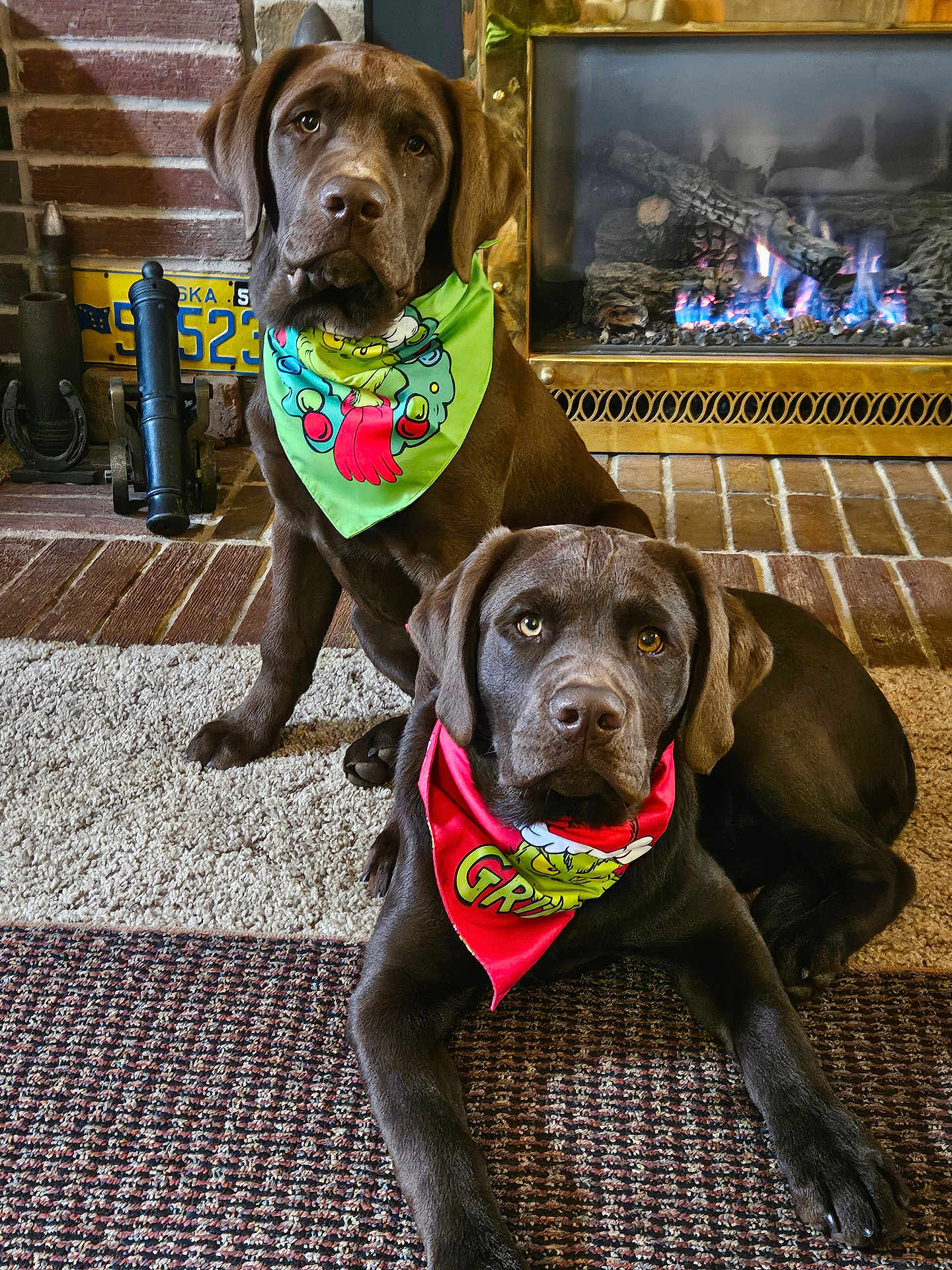Moose And Mongo joined the competition — help win amazing prizes! animal, bandana, brick_wall, brown_dog, carpet, chocolate_labrador, cozy, cute, dog, fireplace, homedecor, indoor, labrador, license_plate, pet, resting, rug, sitting, two_dogs, warm