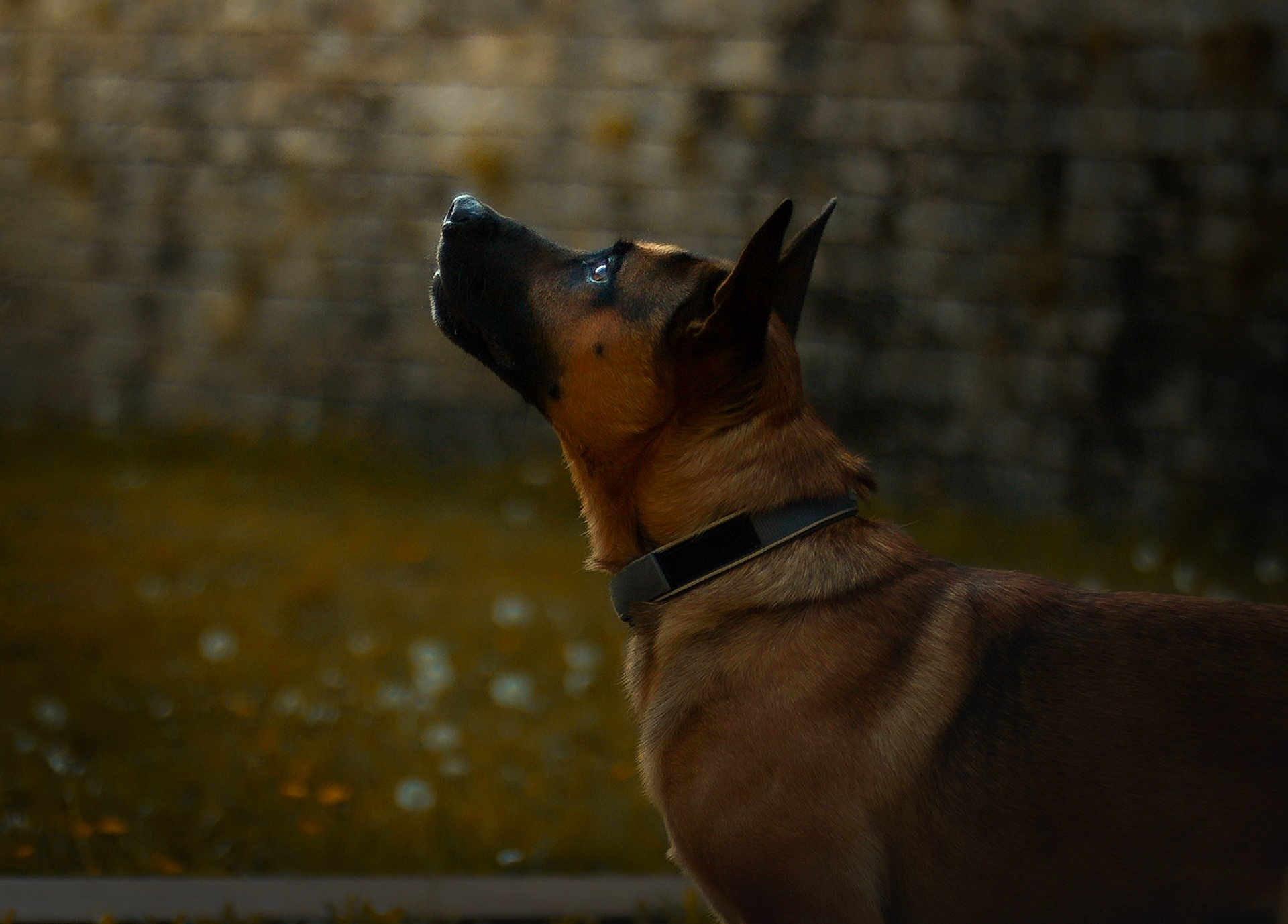 Rio a rejoint le concours — aidez-le/la à gagner de superbes lots ! dog, canine, malinois, pet, collar, profile, side_view, looking_up, attentive, upright_ears, muzzle, brown_fur, outdoor, grass, bokeh, stone_wall, portrait, domestic_animal, animal, nature