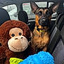 dog, stuffed_monkey, plush_toy, car_interior, backseat, window, parked_car, blue_toy, yellow_collar, attentive, pricked_ears, brown_coat, face, nose, eyes, pet_portrait, passenger, upholstery, parking_lot, chew_toy