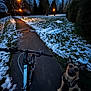 dog, bicycle, handlebars, path, snow, park, trees, streetlamp, evening, grass, harness, sidewalk, winter, outdoor, pet, looking_up, pavement, cold, low_light, perspective