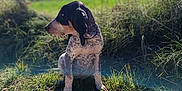 Arès a rejoint le concours — aidez-le/la à gagner de superbes lots ! animal, black_ears, blue_sky, canine, clouds, countryside, daylight, dog, field, floppy_ears, grass, nature, outdoor, pebbles, pet, portrait, side_view, sitting, spotted, sunlight