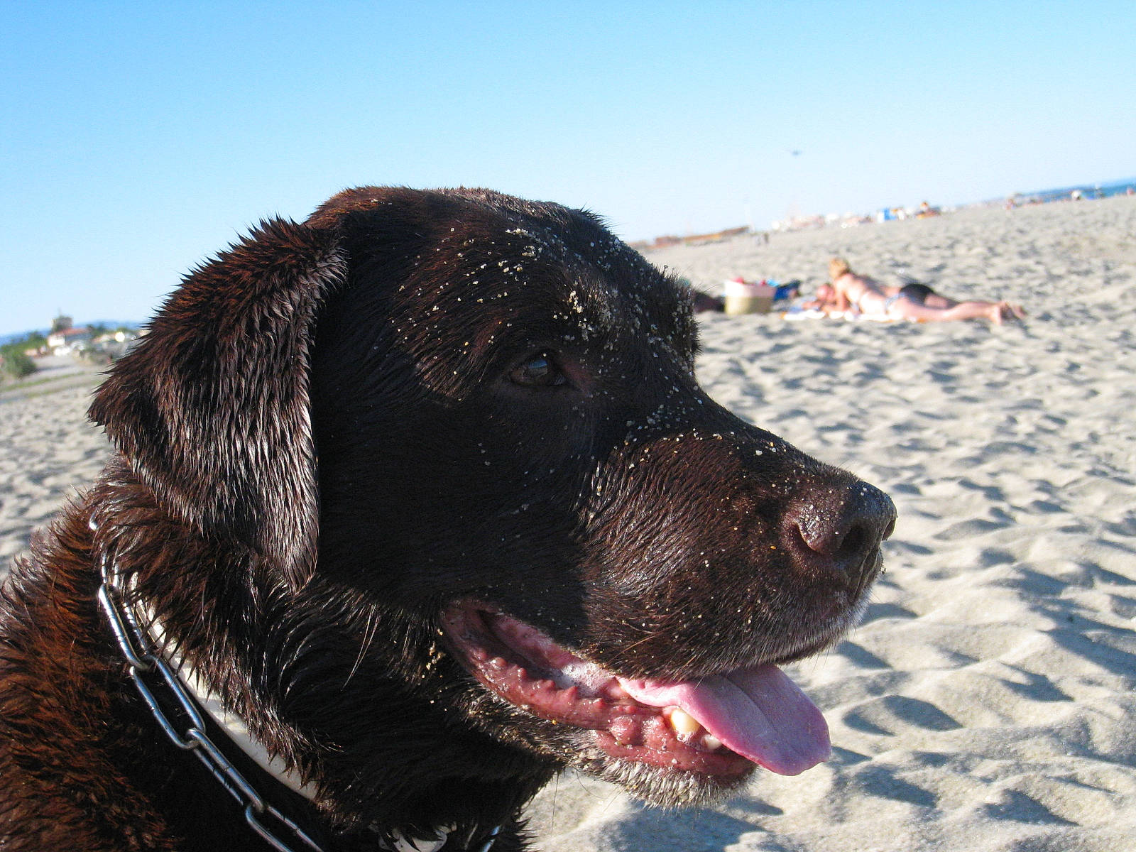 Lucky a rejoint le concours — aidez-le/la à gagner de superbes lots ! canidae, carnivore, dog, dog_breed, gun_dog, hunting_dog, labrador_retriever, mammal, retriever, snout, sporting_group, vertebrate