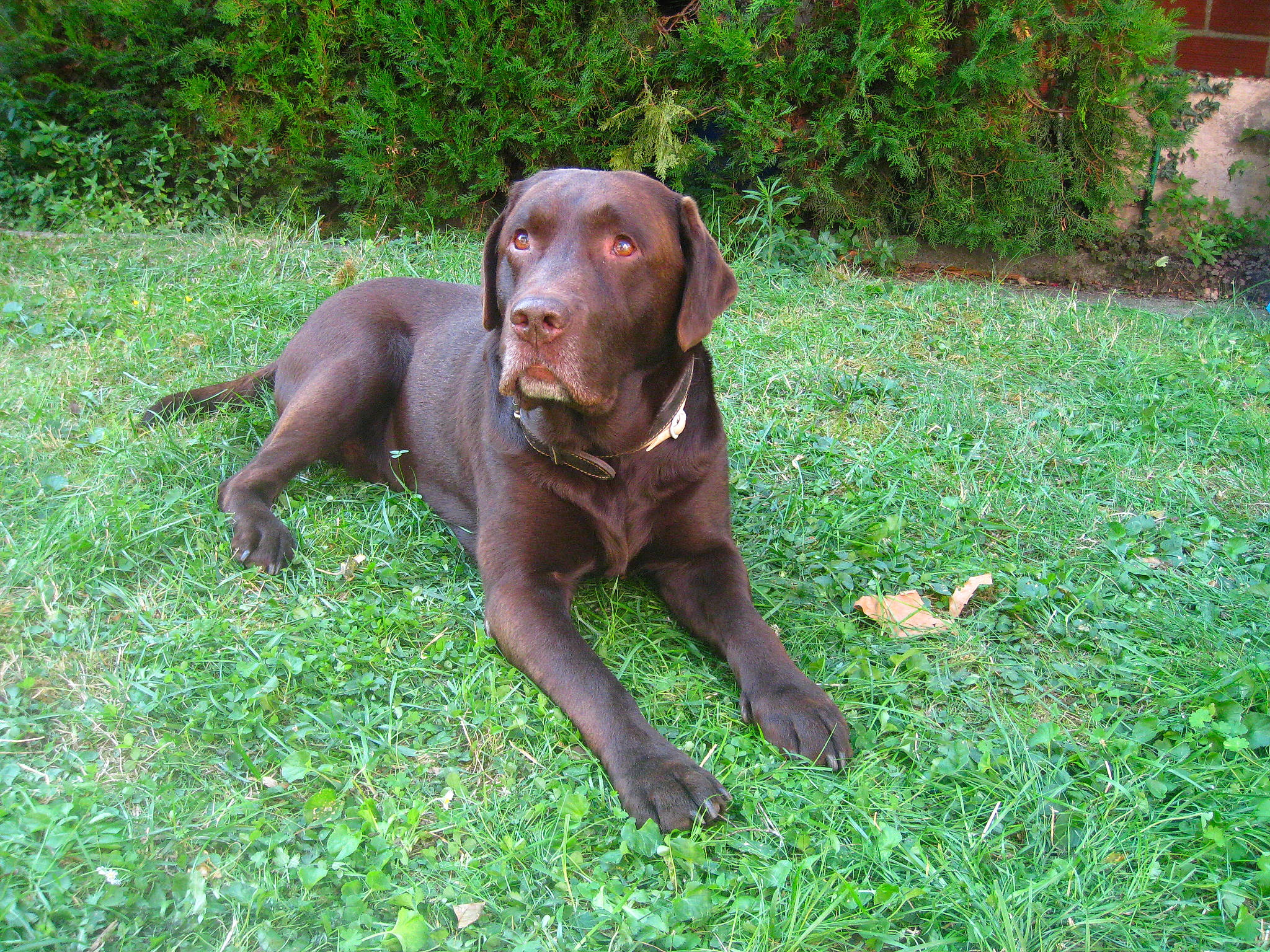 Lucky participe au concours pour gagner de l'argent avec cette photo : canidae, carnivore, chesapeake_bay_retriever, dog, dog_breed, german_longhaired_pointer, gun_dog, hunting_dog, labrador_retriever, liver, mammal, pointing_breed, pudelpointer, retriever, sporting_group, vertebrate, vizsla