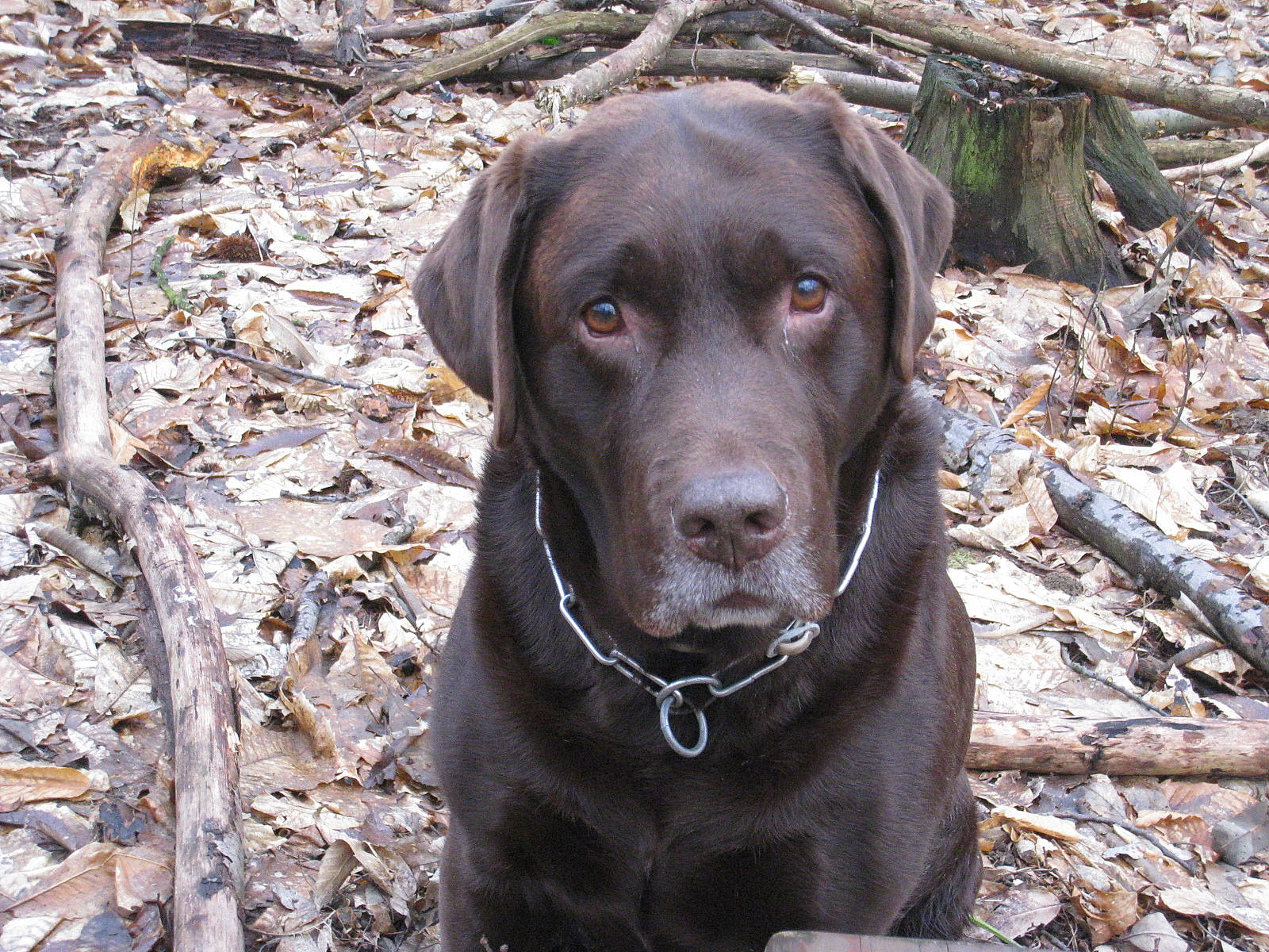 Lucky a rejoint le concours — aidez-le/la à gagner de superbes lots ! beagador, borador, canidae, carnivore, dog, dog_breed, gun_dog, hunting_dog, labrador_retriever, liver, mammal, pointing_breed, retriever, snout, sporting_group, vertebrate