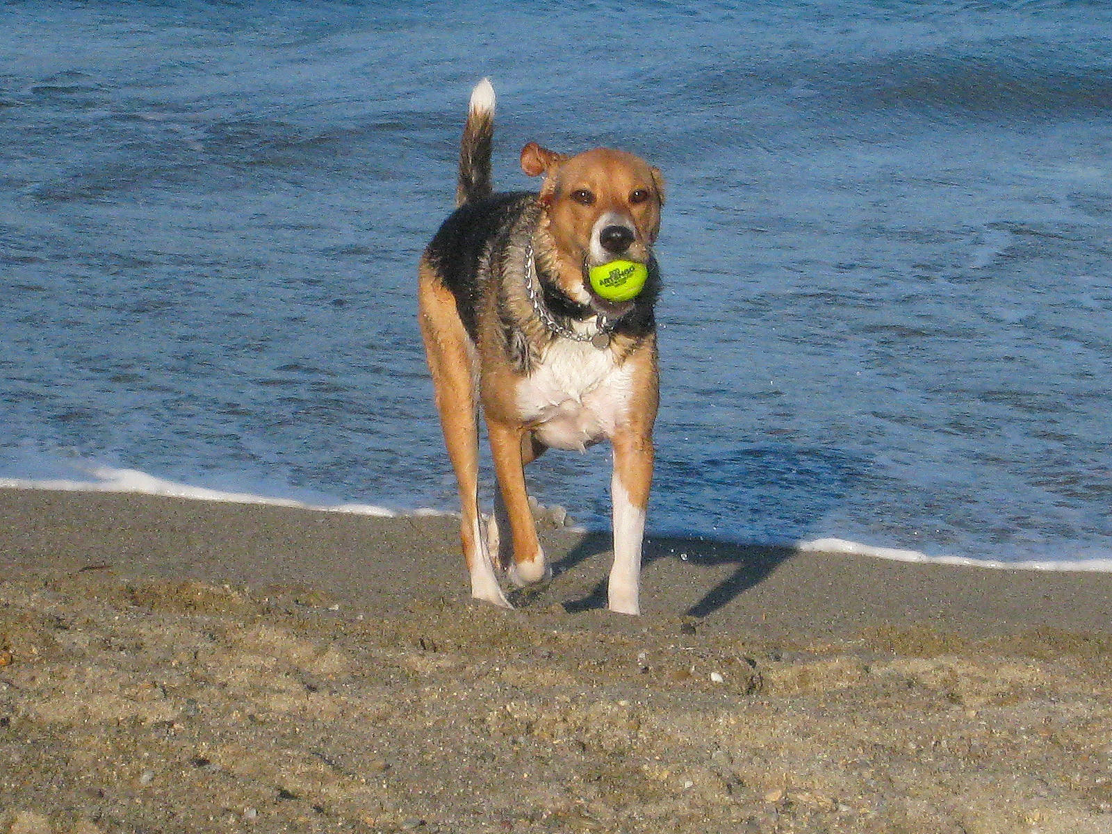 Chanel a rejoint le concours — aidez-le/la à gagner de superbes lots ! austrian_pinscher, beach, beagle, canidae, carnivore, coast, dog, dog_breed, english_foxhound, english_shepherd, fawn, harrier, hunting_dog, mammal, potcake_dog, sand, sea, shore, sporting_group, street_dog