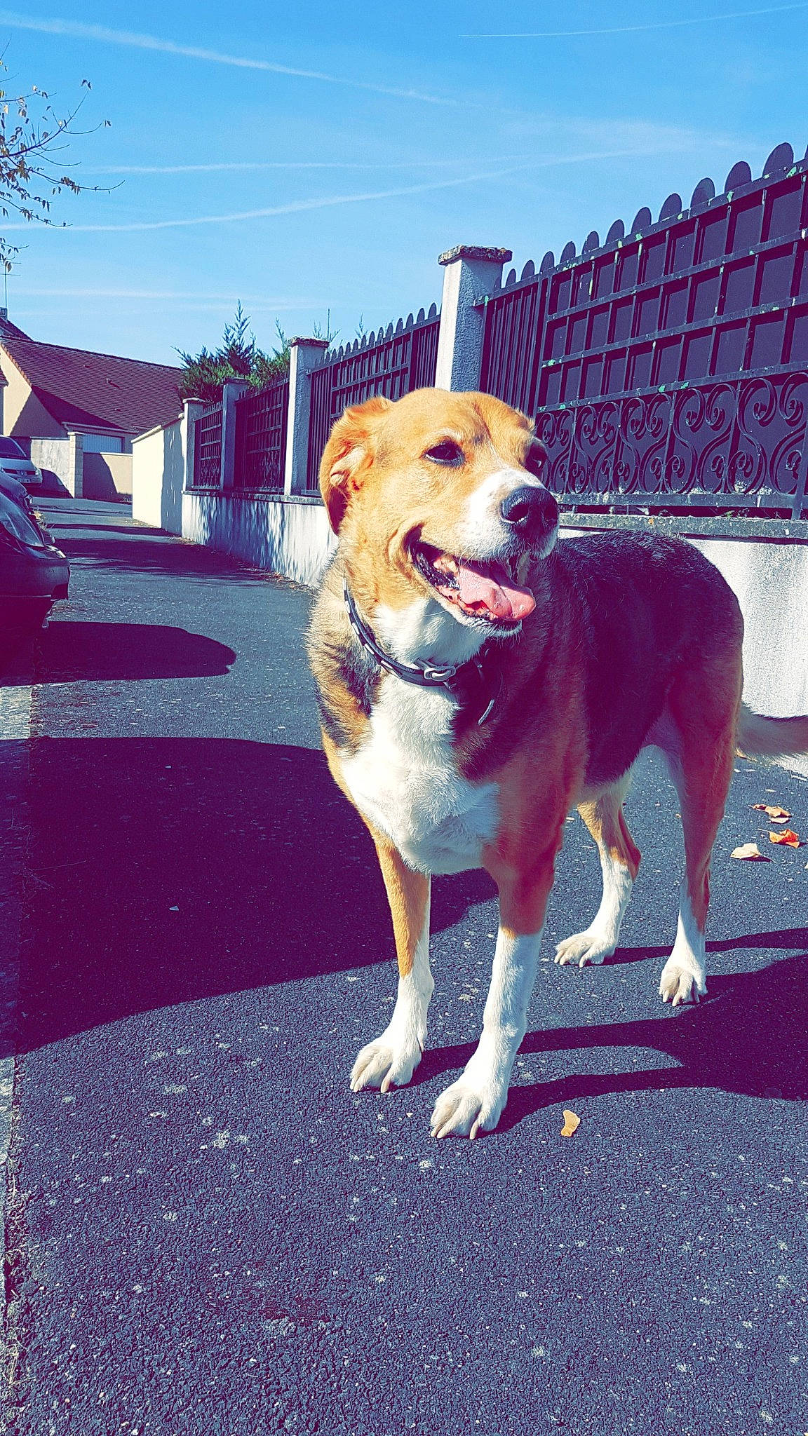 Chanel participe au concours pour gagner de l'argent avec cette photo : canidae, carnivore, companion_dog, dog, dog_breed, fawn, mammal, snout, sporting_group, street_dog, tail