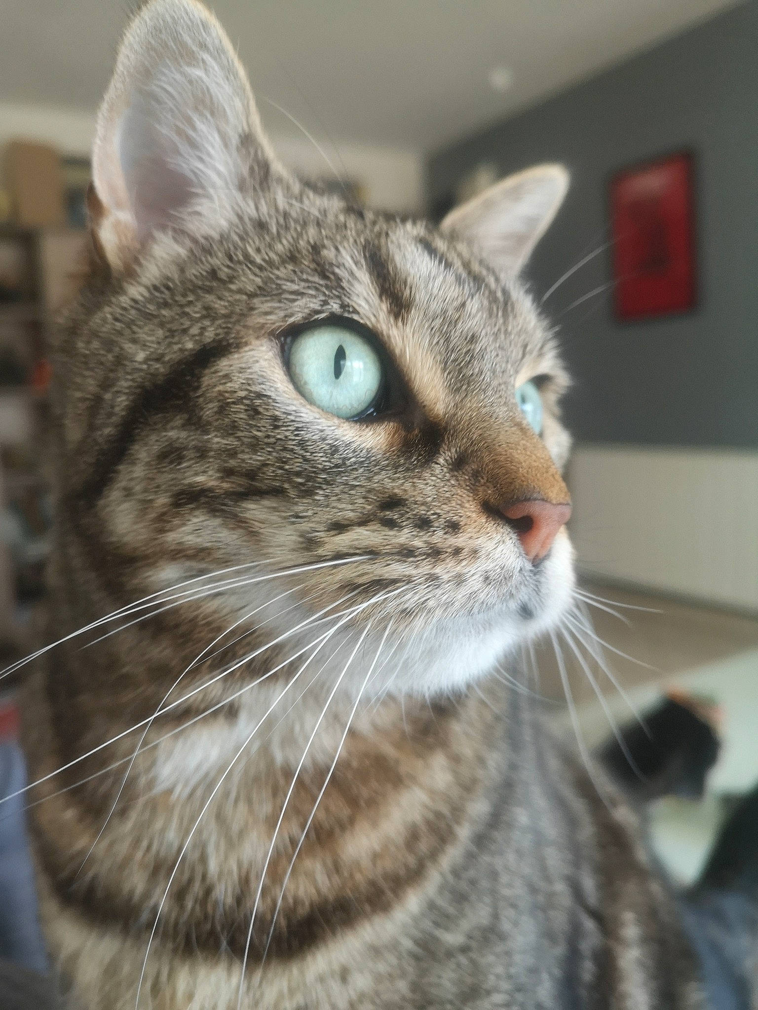 Amy participe au concours pour gagner de l'argent avec cette photo : aegean_cat, american_shorthair, american_wirehair, asian, carnivore, cat, close_up, domestic_short_haired_cat, dragon_li, ear, european_shorthair, eye, felidae, kitten, mammal, nose, small_to_medium_sized_cats, snout, tabby_cat, whiskers