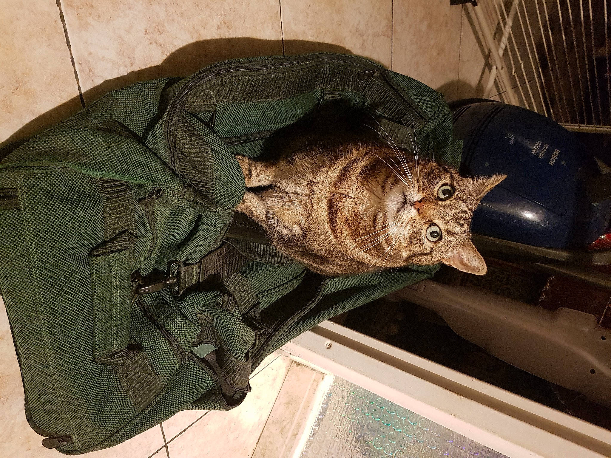 Amy a rejoint le concours — aidez-le/la à gagner de superbes lots ! carnivore, cat, domestic_short_haired_cat, european_shorthair, felidae, fur, pixie_bob, small_to_medium_sized_cats, tabby_cat, whiskers, wild_cat