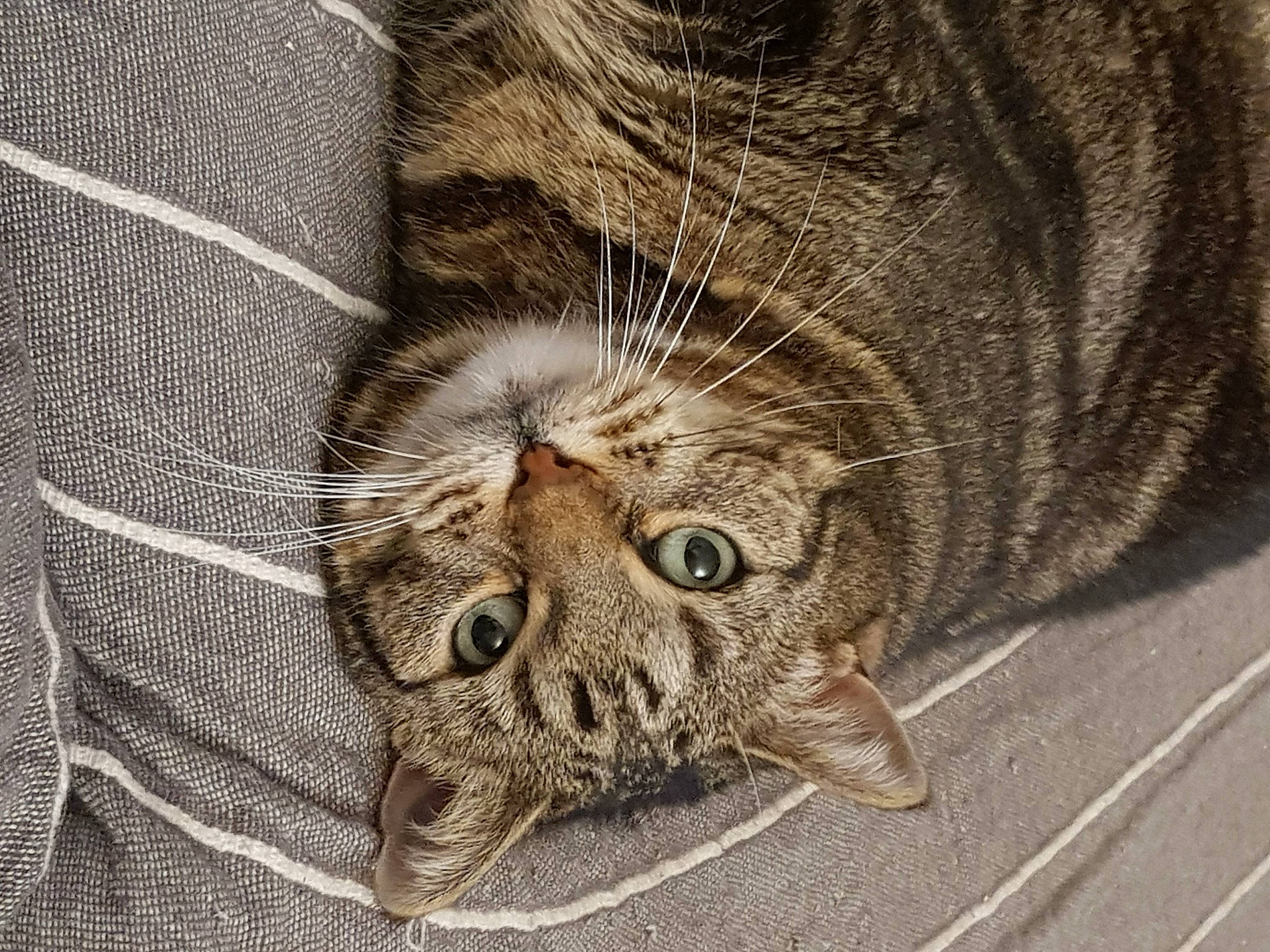 Amy a rejoint le concours — aidez-le/la à gagner de superbes lots ! american_shorthair, asian, carnivore, cat, close_up, domestic_short_haired_cat, dragon_li, european_shorthair, eye, felidae, fur, kitten, norwegian_forest_cat, pixie_bob, skin, small_to_medium_sized_cats, snout, tabby_cat, whiskers, wild_cat