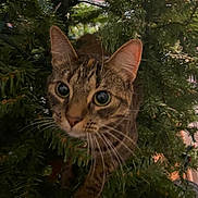 Tur is registered to the contest to win money with this photo: cat, tabby, animal, pet, whiskers, greenery, foliage, curious, closeup, nature, indoor, playful, eyes, mammal, face, ears, paws, tree, adventure, cute