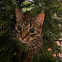 cat, tabby, animal, pet, whiskers, greenery, foliage, curious, closeup, nature, indoor, playful, eyes, mammal, face, ears, paws, tree, adventure, cute