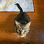 cat, tabby_cat, pet, animal, wooden_floor, rug, tail, whiskers, indoor, curious, looking_up, feline, mammal, domestic_animal, one_eye, flooring, texture, ears, close_up, household