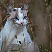Duchesse participe au concours pour gagner de l'argent avec cette photo : cat, blue_eyes, whiskers, close_up, outdoor, grass, nature, animal, portrait, feline, wild, soft_focus, brown, white_fur, calm, serene, mammal, quiet, natural_light, curious