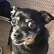 Buddie joined the competition — help win amazing prizes! animal, background, black_dog, carpet, close_up, curious, cute, dog, ears, expression, face, fur, indoor, mouth, nose, pet, shoe, sitting, small_dog, texture
