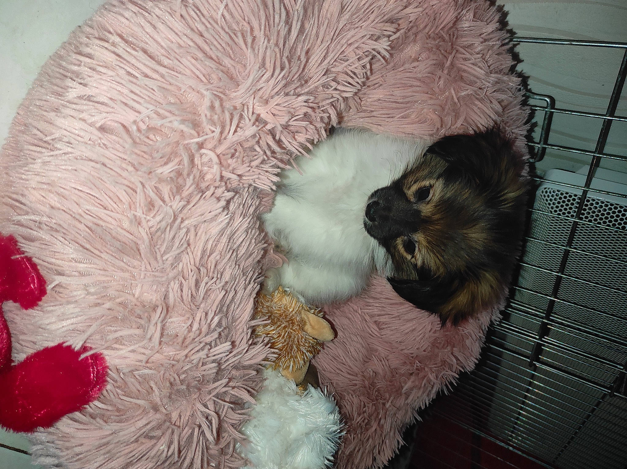 Taïko a rejoint le concours — aidez-le/la à gagner de superbes lots ! carnivore, cat_bed, cat_supply, comfort, fawn, felidae, fur, mammal, mustelidae, paw, pet_supply, rodent, small_to_medium_sized_cats, snout, stuffed_toy, tail, toy, vertebrate, whiskers, wool