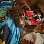 Mama is registered to the contest to win money with this photo: dog, brown_dog, lying_down, blanket, colorful_blanket, indoor, pet, close_up, bedroom, resting, animal, canine, cute, ears, paw, snout, fur, relaxed, looking, comfort