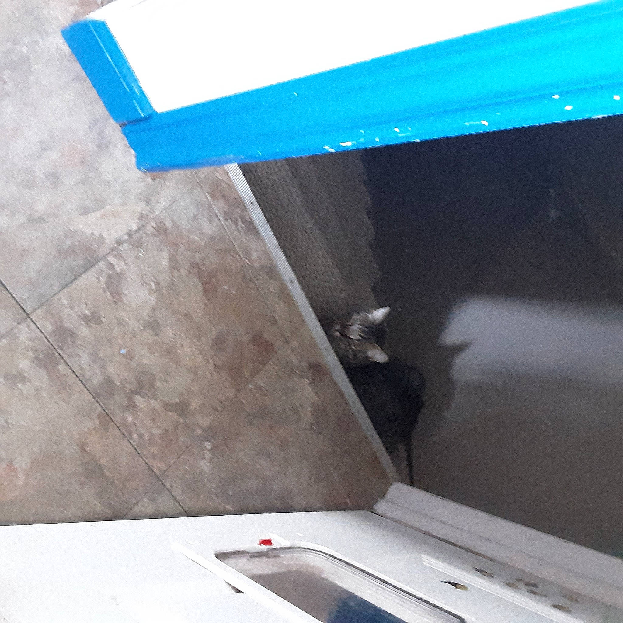 Toodles joined the competition — help win amazing prizes! architecture, ceiling, floor, material_property, table