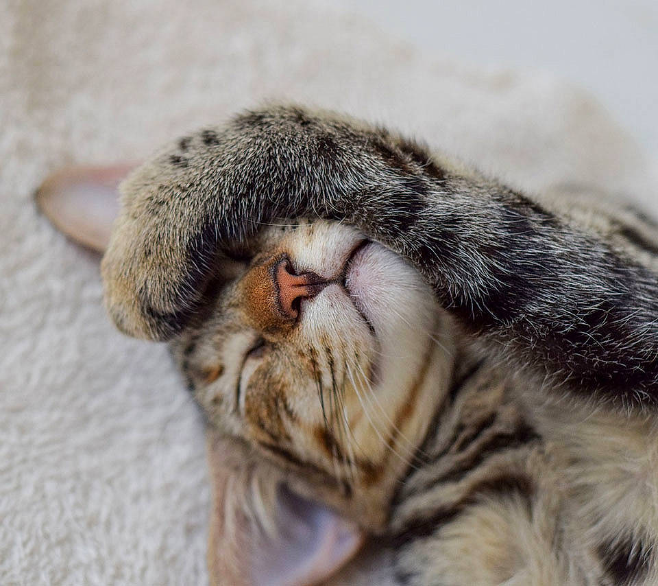 Toodles joined the competition — help win amazing prizes! american_shorthair, asian, carnivore, cat, claw, close_up, domestic_short_haired_cat, dragon_li, european_shorthair, felidae, fur, mammal, nap, nose, paw, pixie_bob, small_to_medium_sized_cats, snout, tabby_cat, whiskers