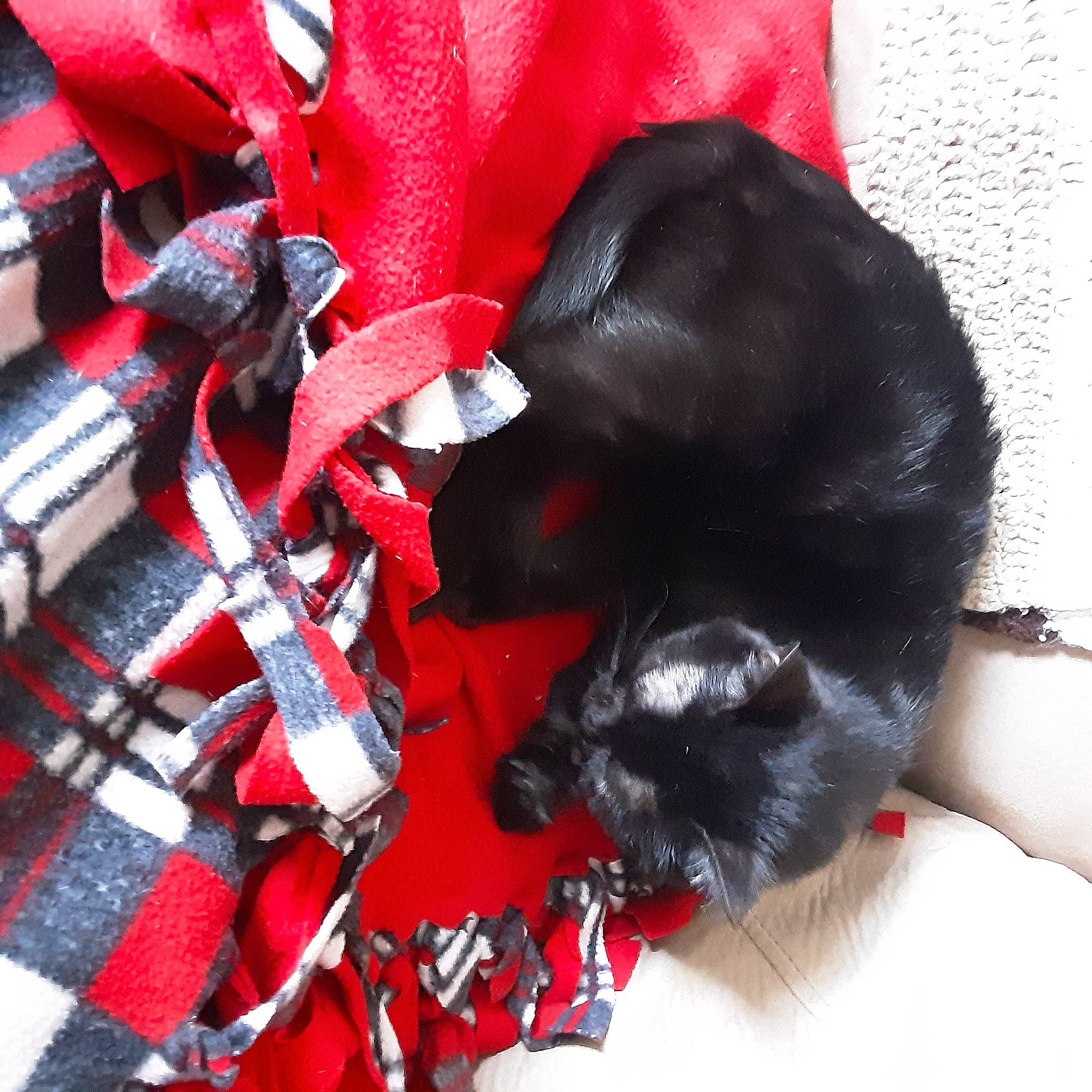 Kimmy is registered to the contest to win money with this photo: black_cat, canidae, carnivore, cat, felidae, red, small_to_medium_sized_cats, snout