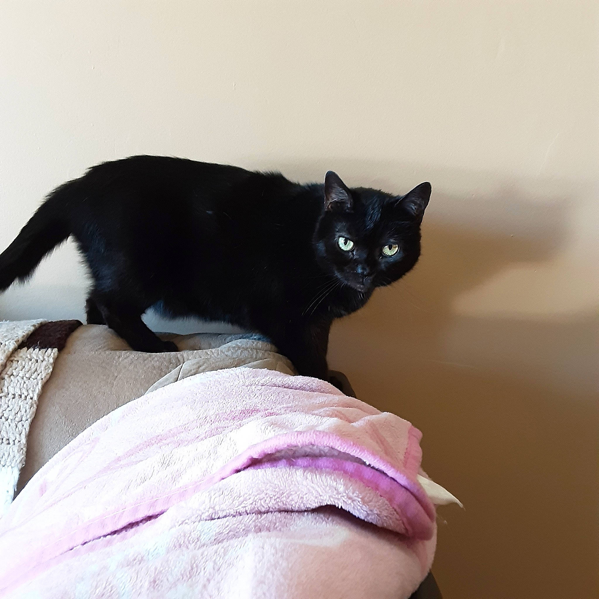 Kimmy is registered to the contest to win money with this photo: asian, black, black_cat, bombay, burmese, carnivore, cat, domestic_short_haired_cat, eye, felidae, mammal, paw, polydactyl_cat, small_to_medium_sized_cats, tail, whiskers