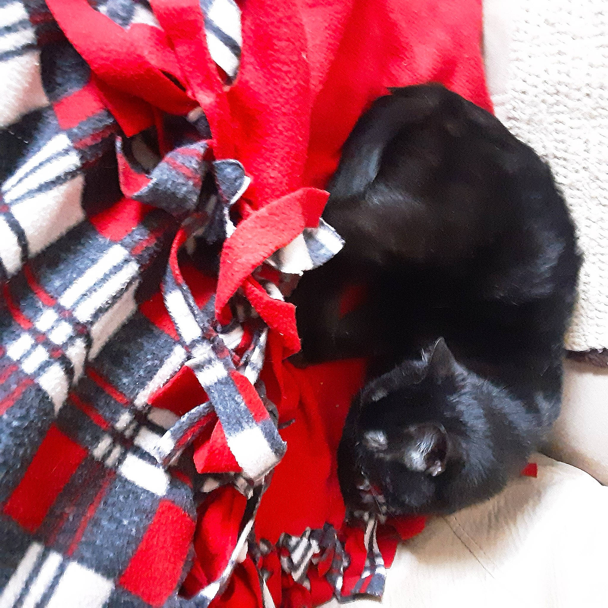 Kimmy is registered to the contest to win money with this photo: canidae, carnivore, dog_breed, red, snout, sporting_group