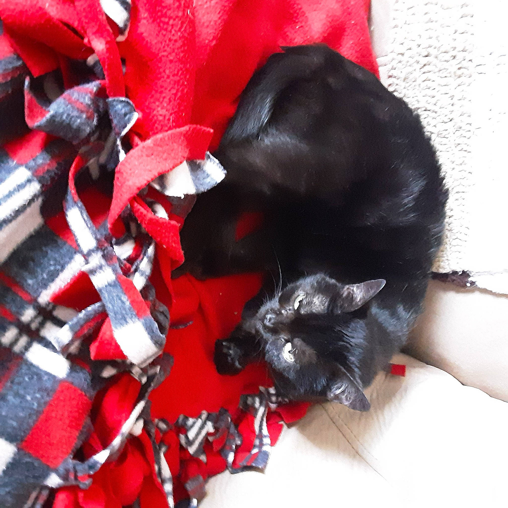 Kimmy joined the competition — help win amazing prizes! black_cat, canidae, carnivore, cat, felidae, red, small_to_medium_sized_cats, snout