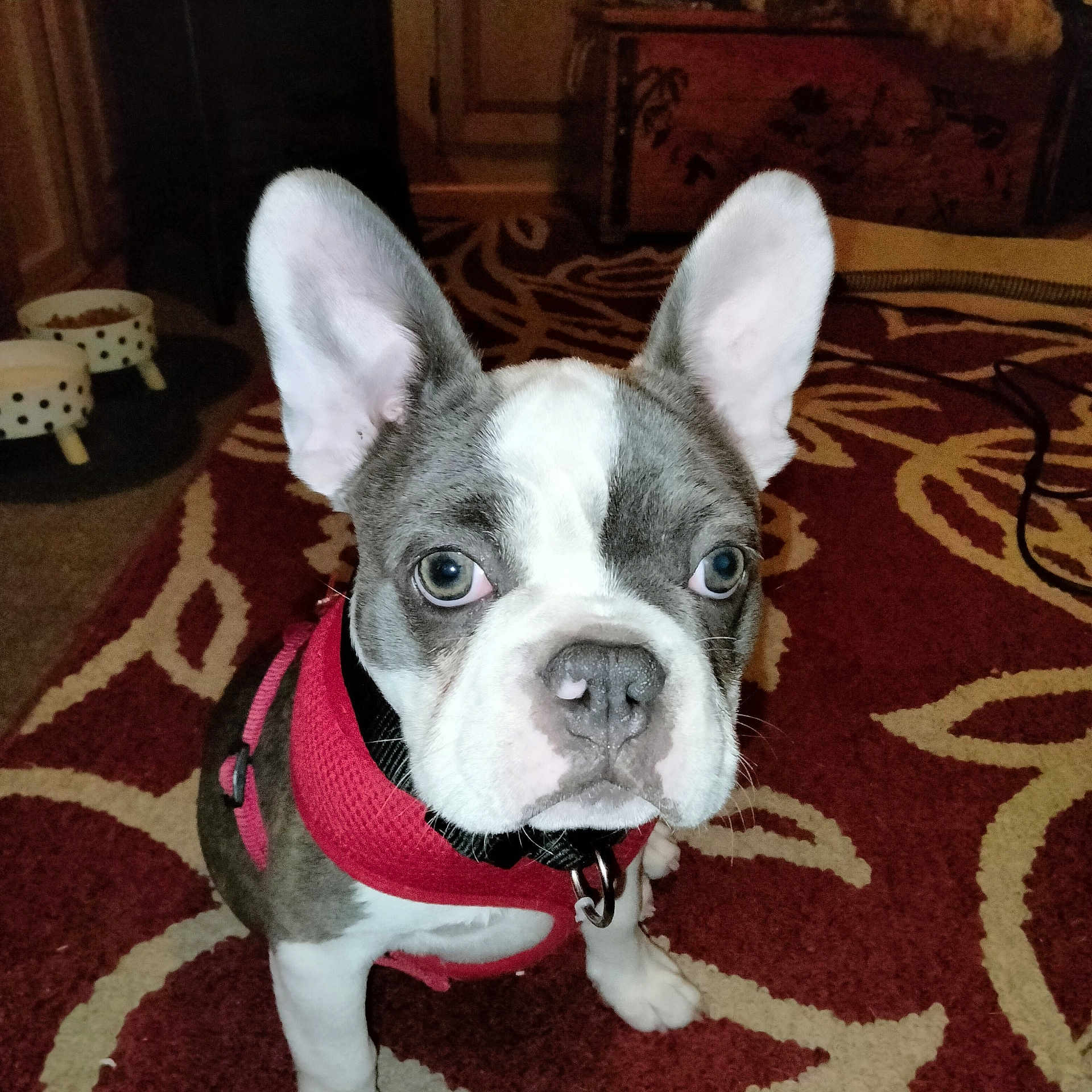 Gunnar is registered to the contest to win money with this photo: accessories, animal, bostonbull, boxer, bulldog, canine, collar, dog, frenchbulldog, hound, pet, pitbull, puppy, terrier, whitedog