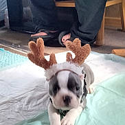 Gunnar joined the competition — help win amazing prizes! animal, bostonbull, boxer, boy, bulldog, canine, child, clothing, couch, dog, footwear, frenchbulldog, furniture, hound, male, person, pet, pitbull, puppy, shoe